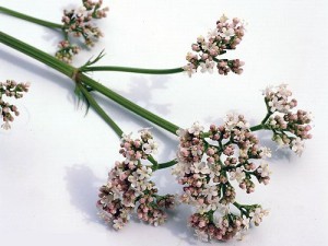 valeriana