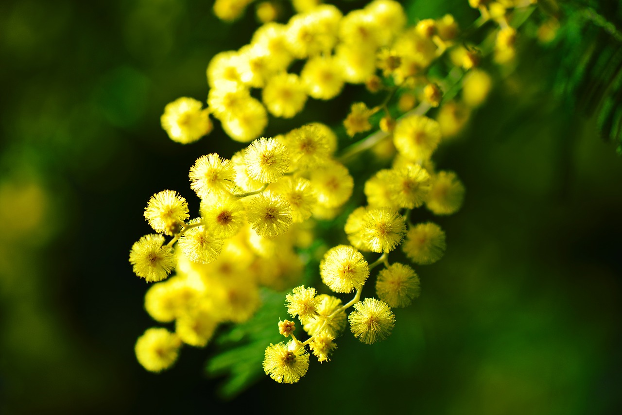 La mimosa per la bellezza delle donne: come usare i fiori per la tua pelle