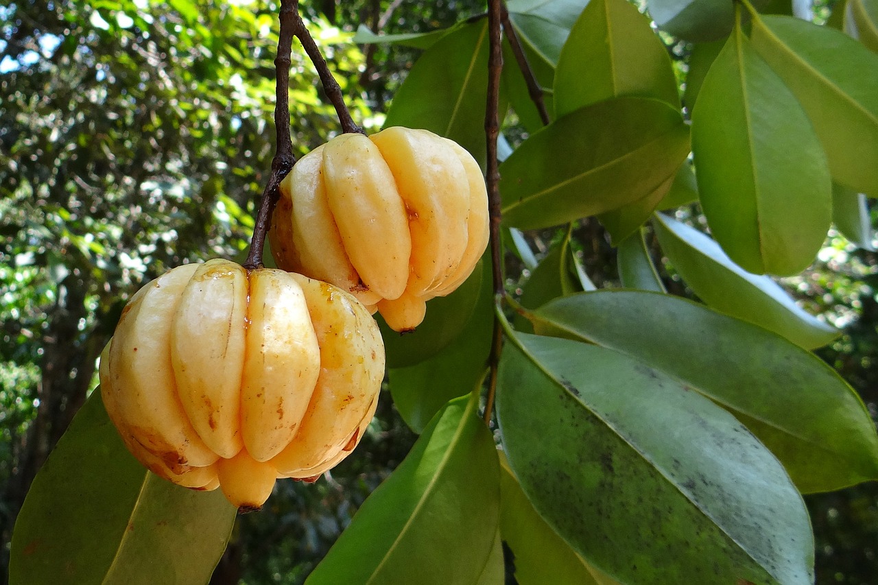 Dimagrire con la Garcinia Cambogia: dosi e indicazioni