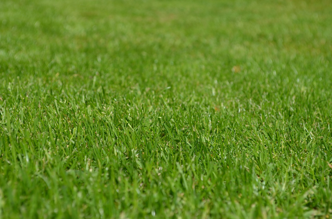 La linea di semenze per prati impeccabili resistenti e dal mantenimento semplice