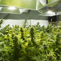 Come coltivare delle piante talee di cannabis