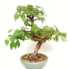 BONSAITO: ACQUISTA BONSAI ONLINE